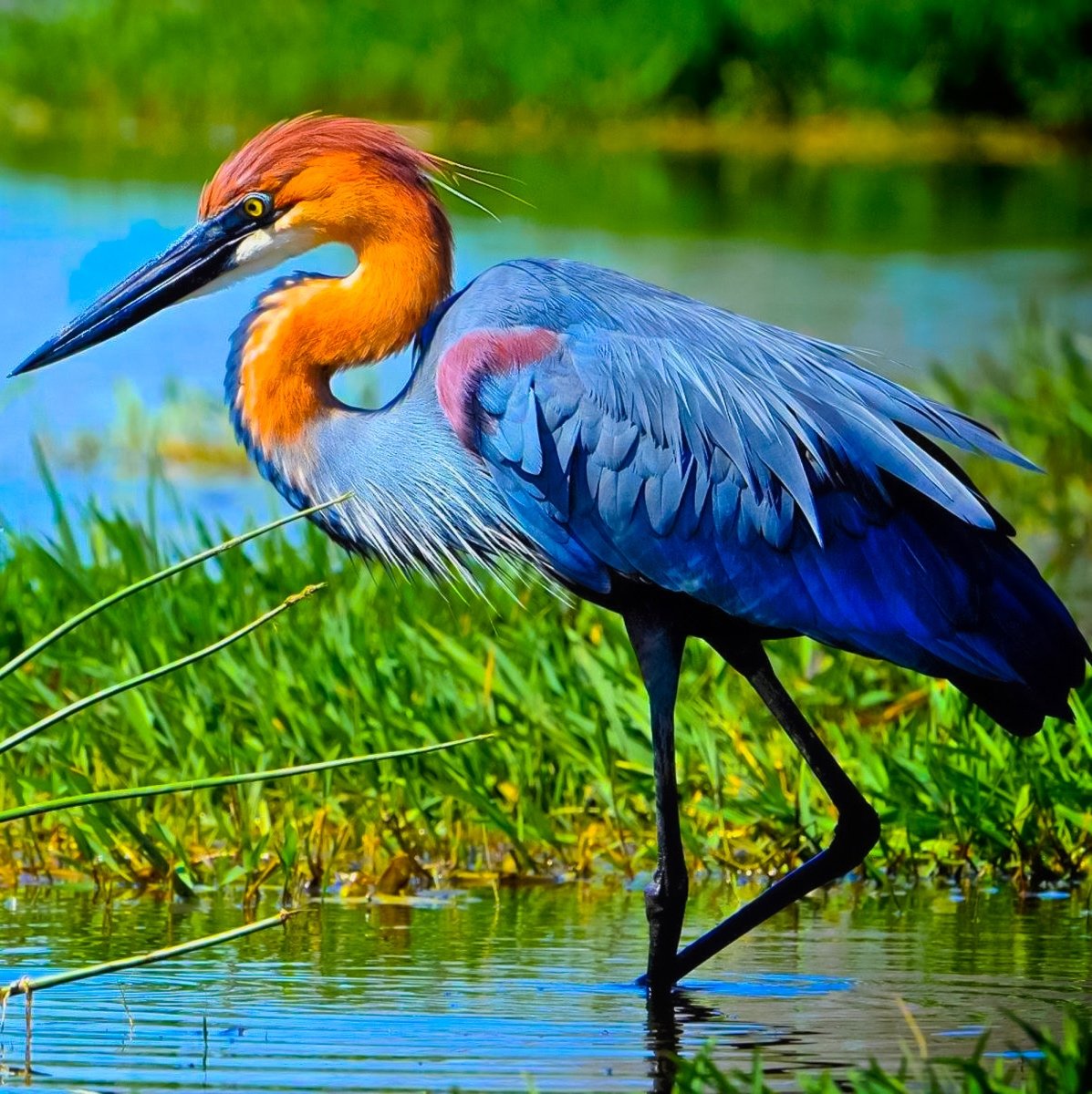 Трёхцветная цапля