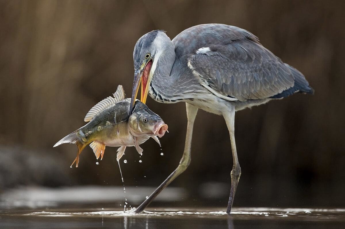 Серая цапля ест лягушку
