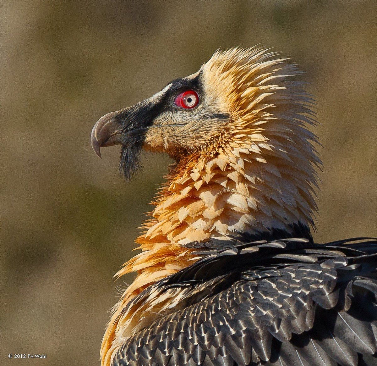 Орёл-ягнятник Бородач