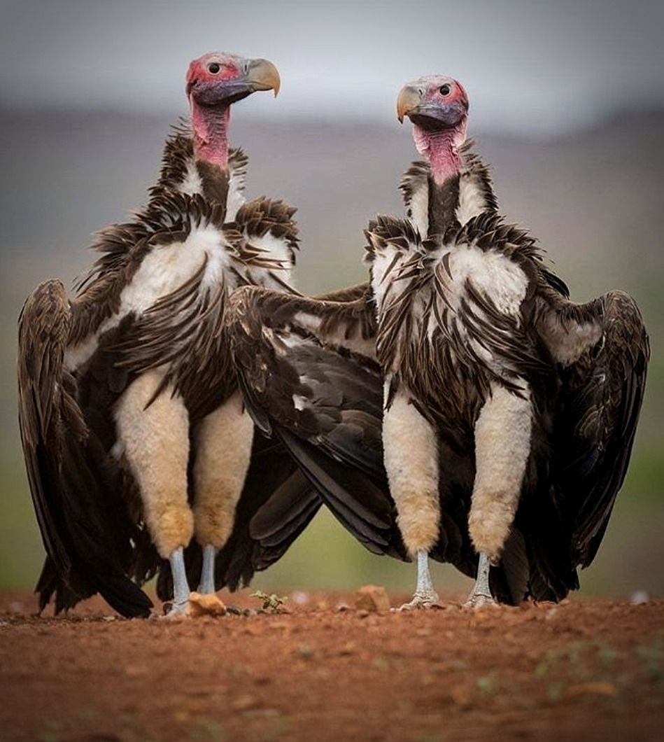 Культура стервятников