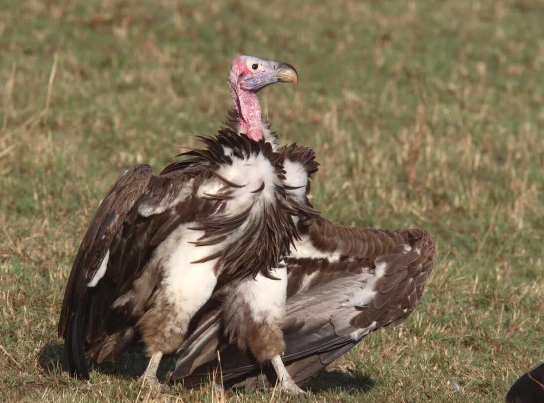 Орел падальщик Орел падальщик