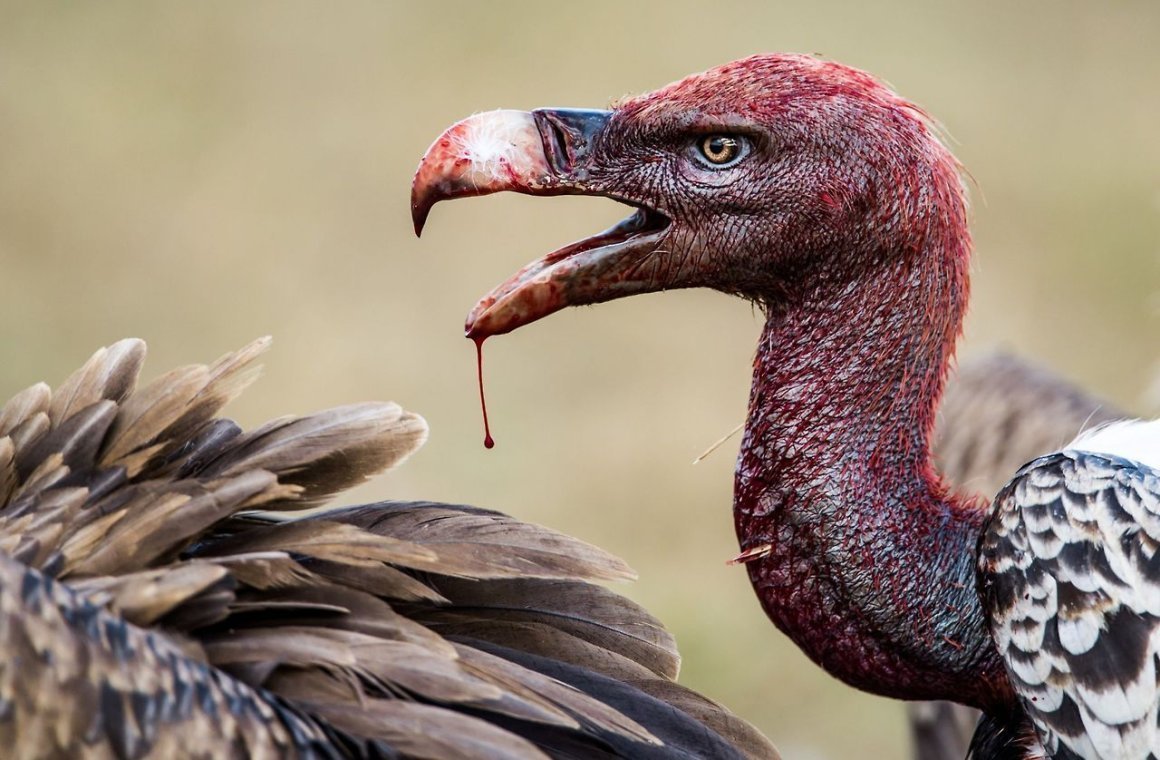 Птицы которые едят падаль