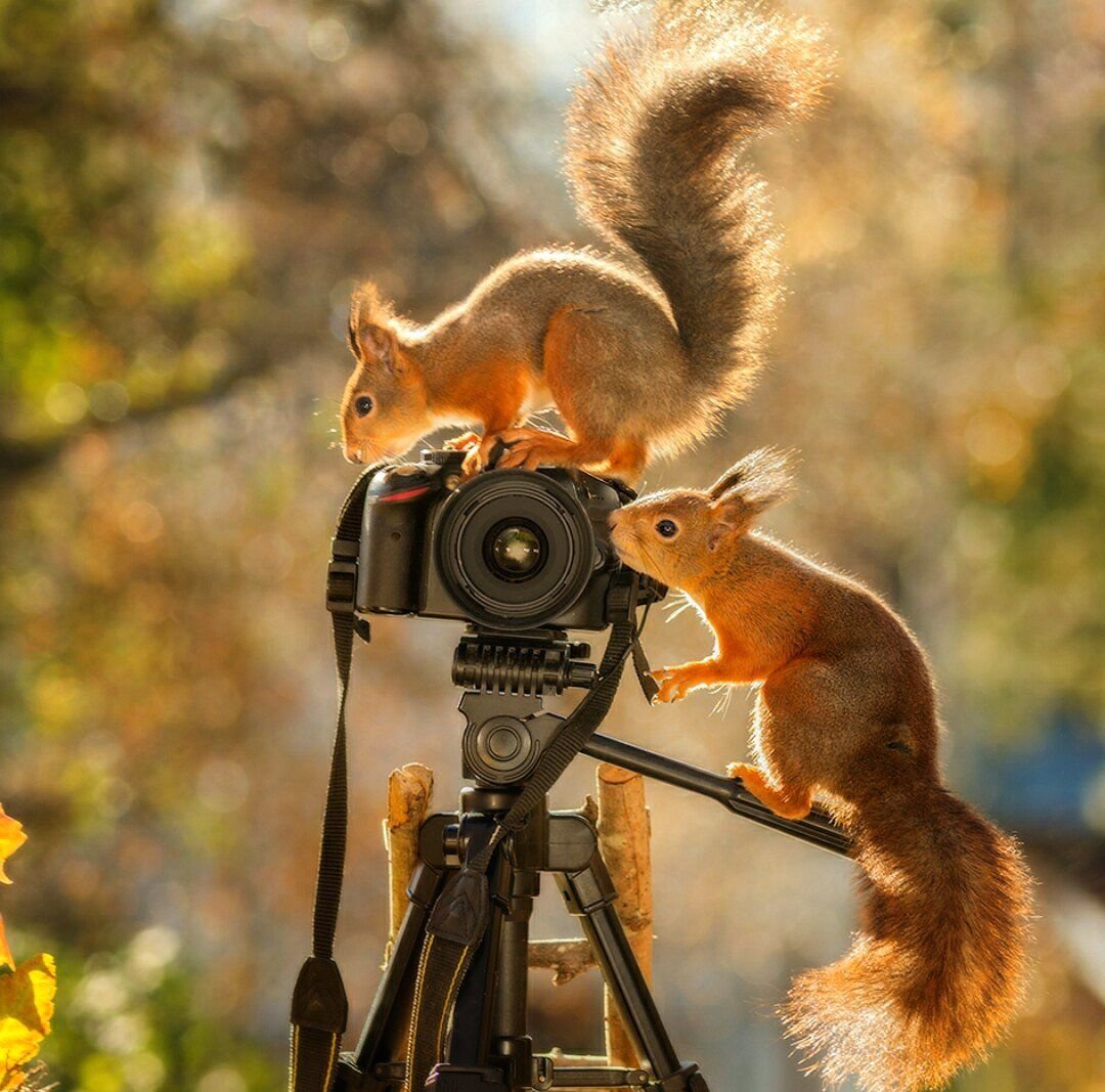 Животные с фотокамерой