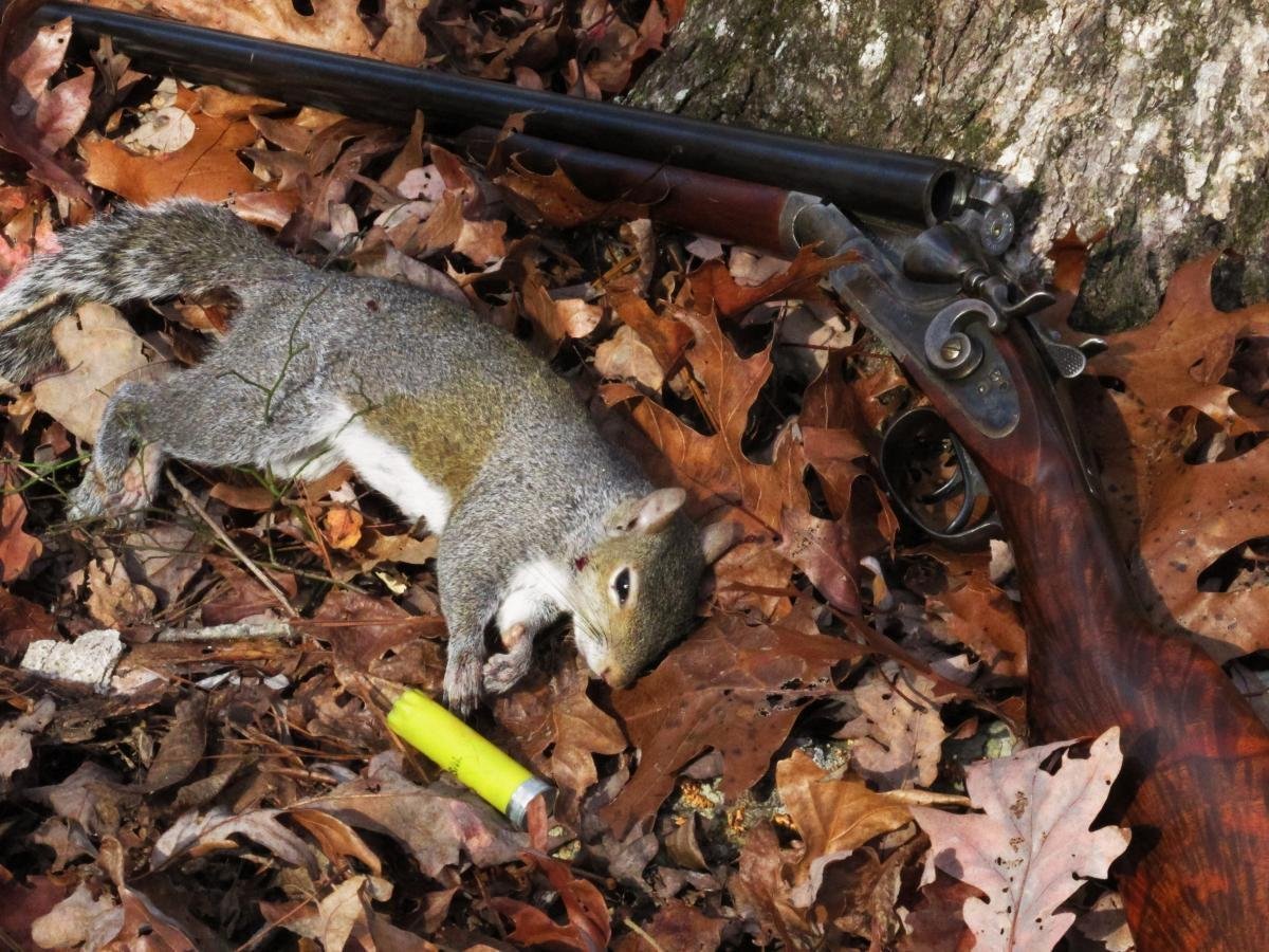 Белка охотится