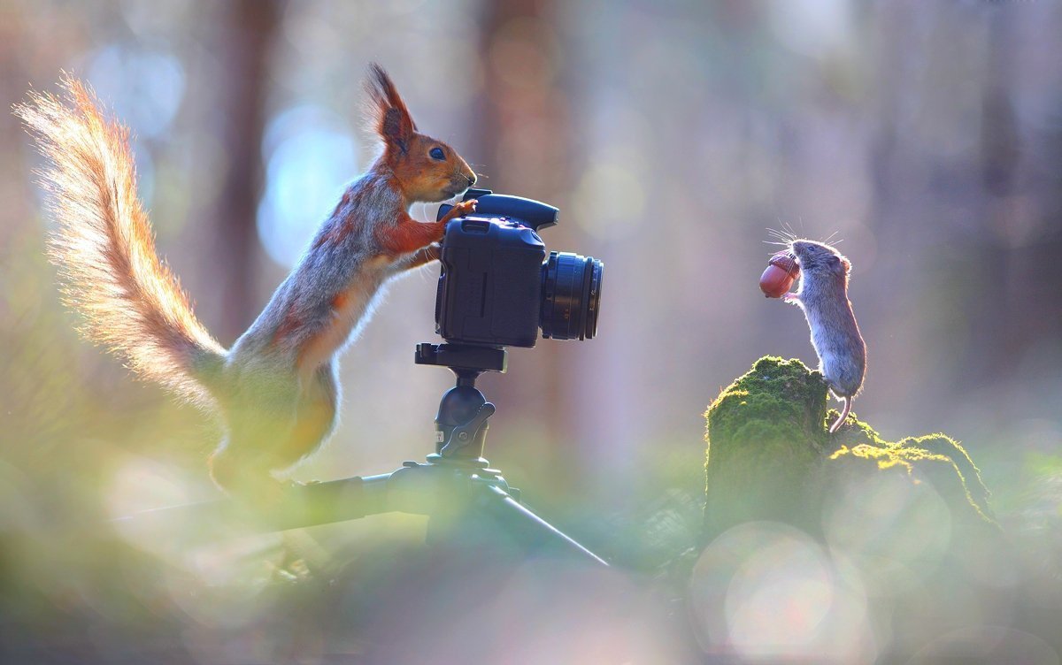 Вадим Трунов фотограф белки