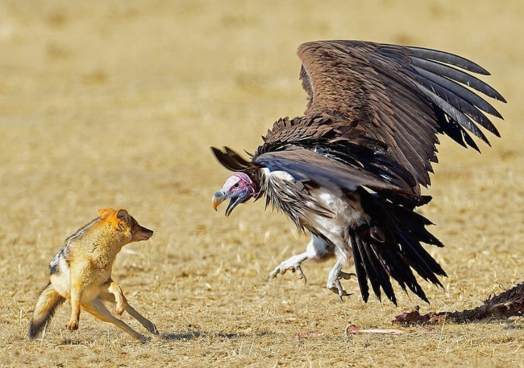 Орел и Шакал