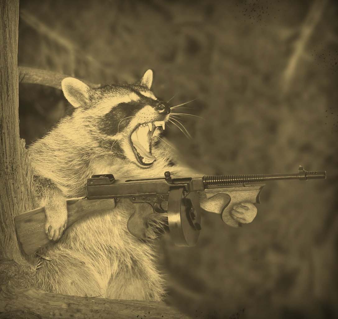 Коты с автоматами