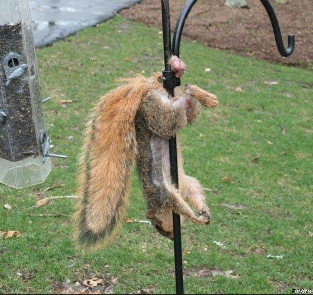 Белочка фотограф