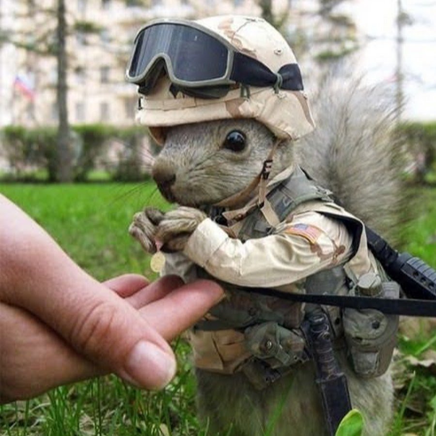 Белка в военной форме