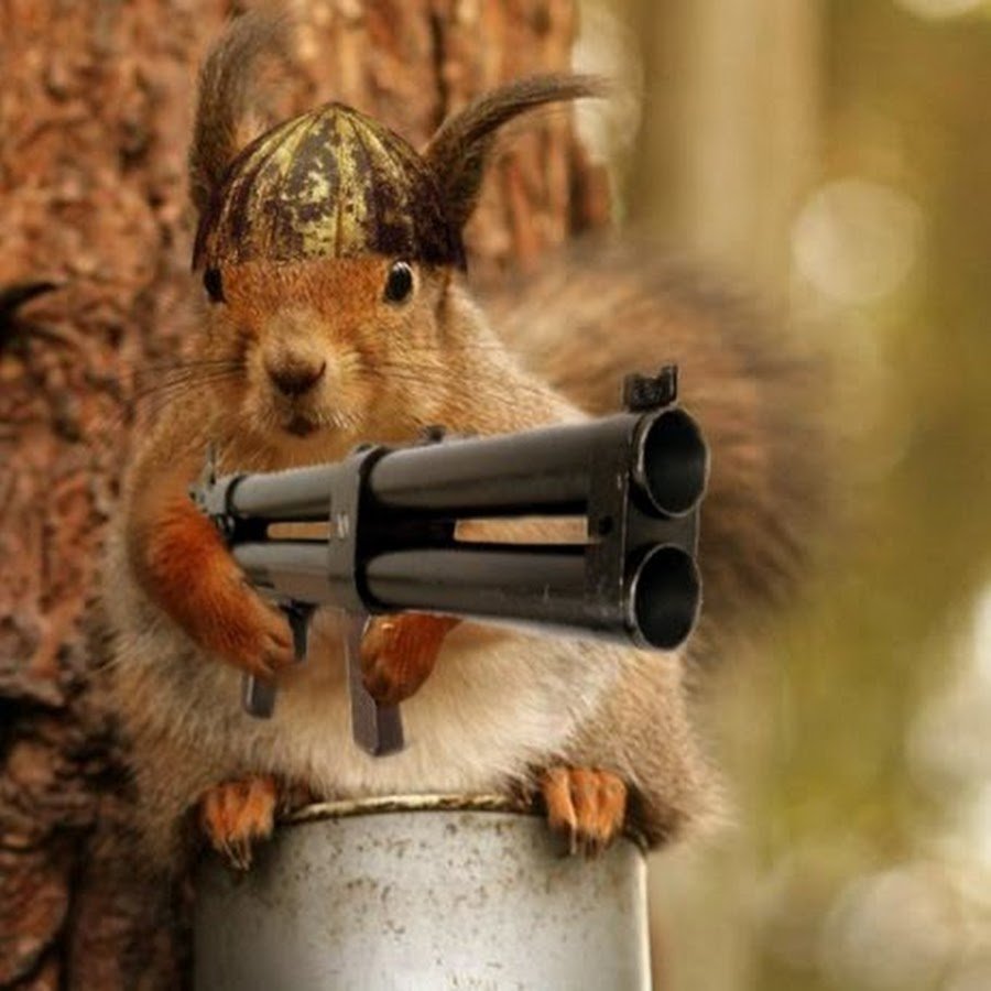 Белка с дробовиком