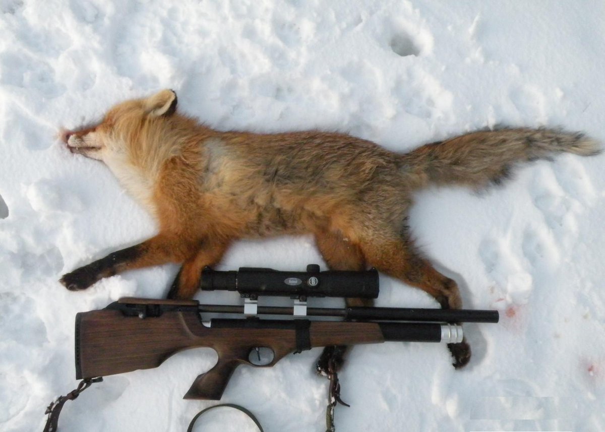 В Белоруссии лиса выстрелила в охотника из ружья
