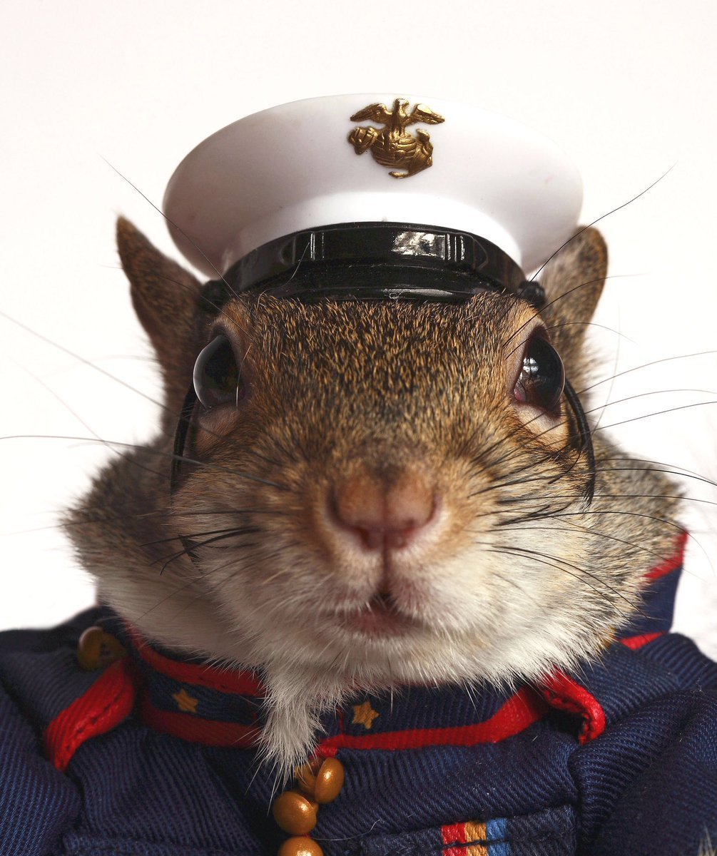 Белочка в военной форме