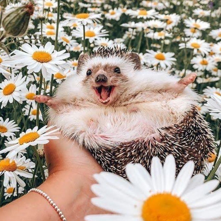 Улыбчивый Ежик