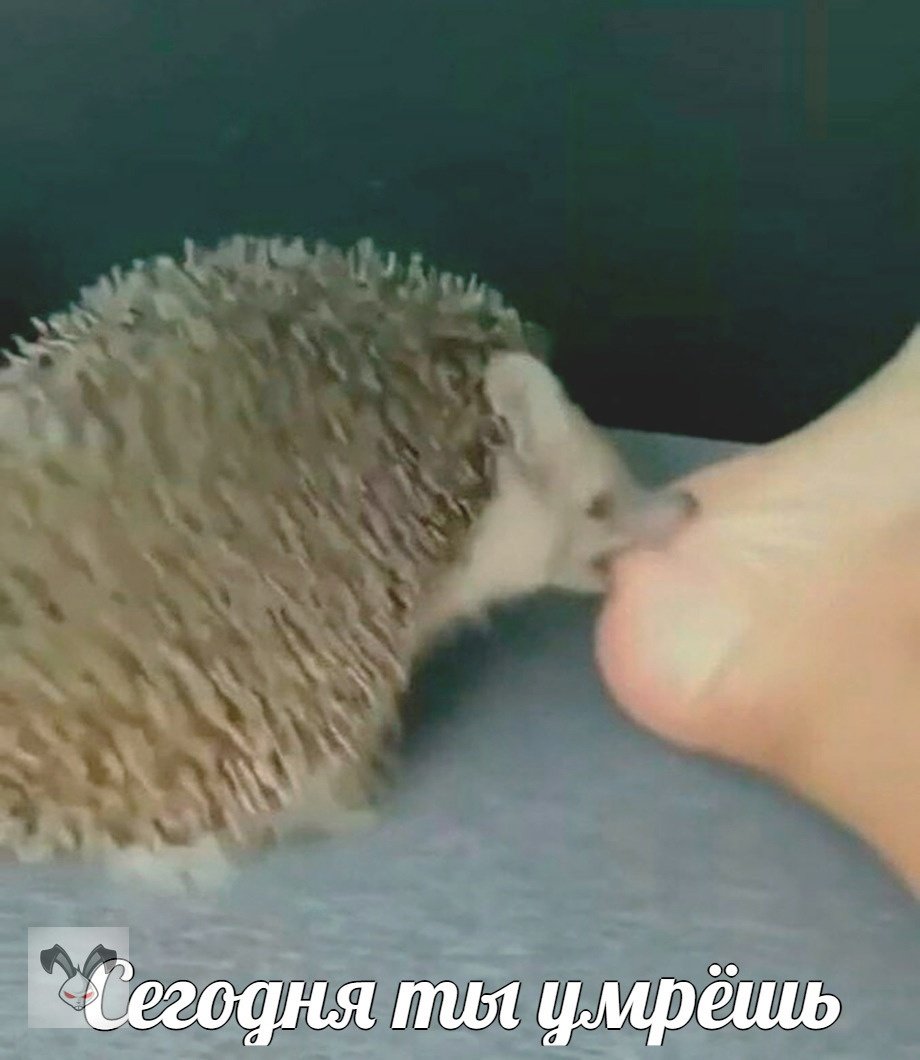 Самая терпеливая мать собака видео