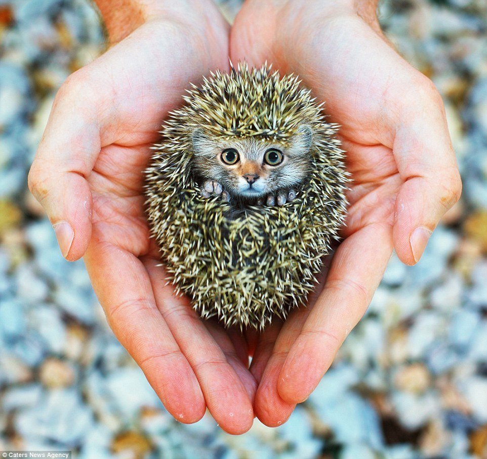 Большой Ежик