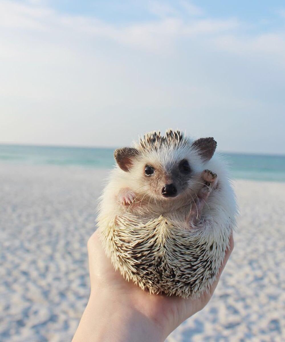 Морской Ежик