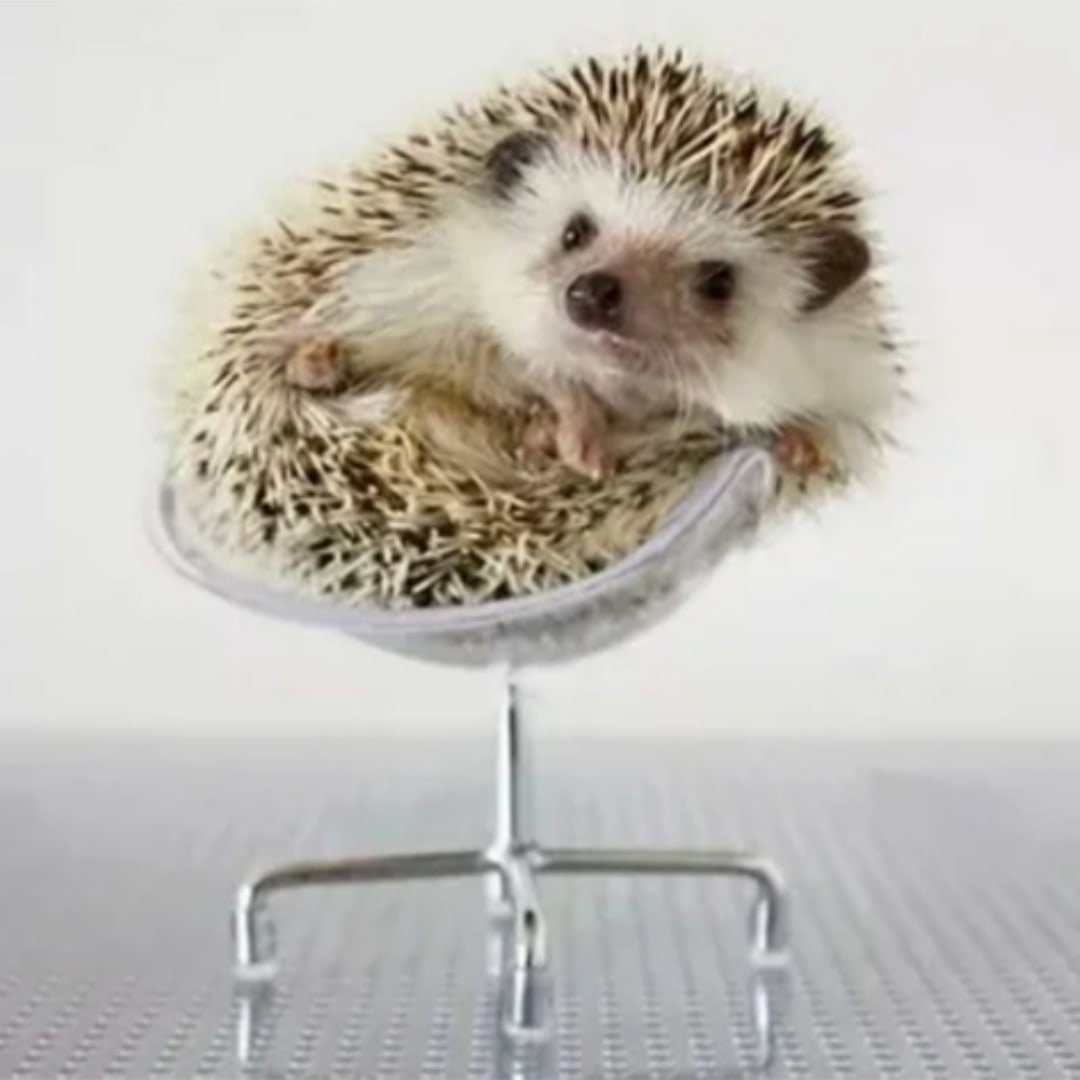 Ежик умывается