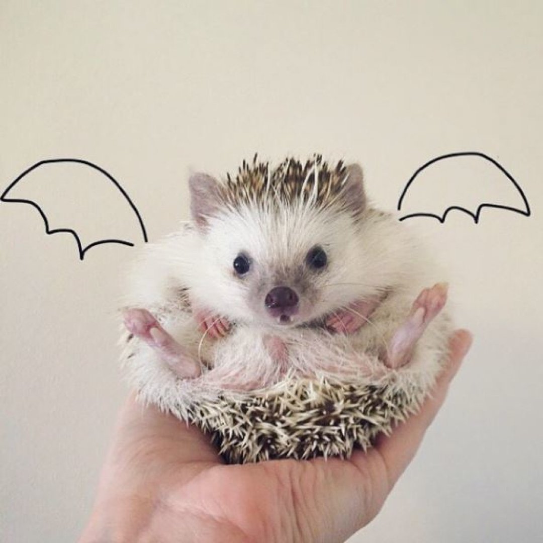 Девушка с Ёжиком арт