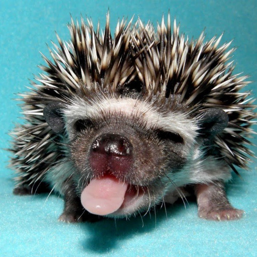Вредный Ежик