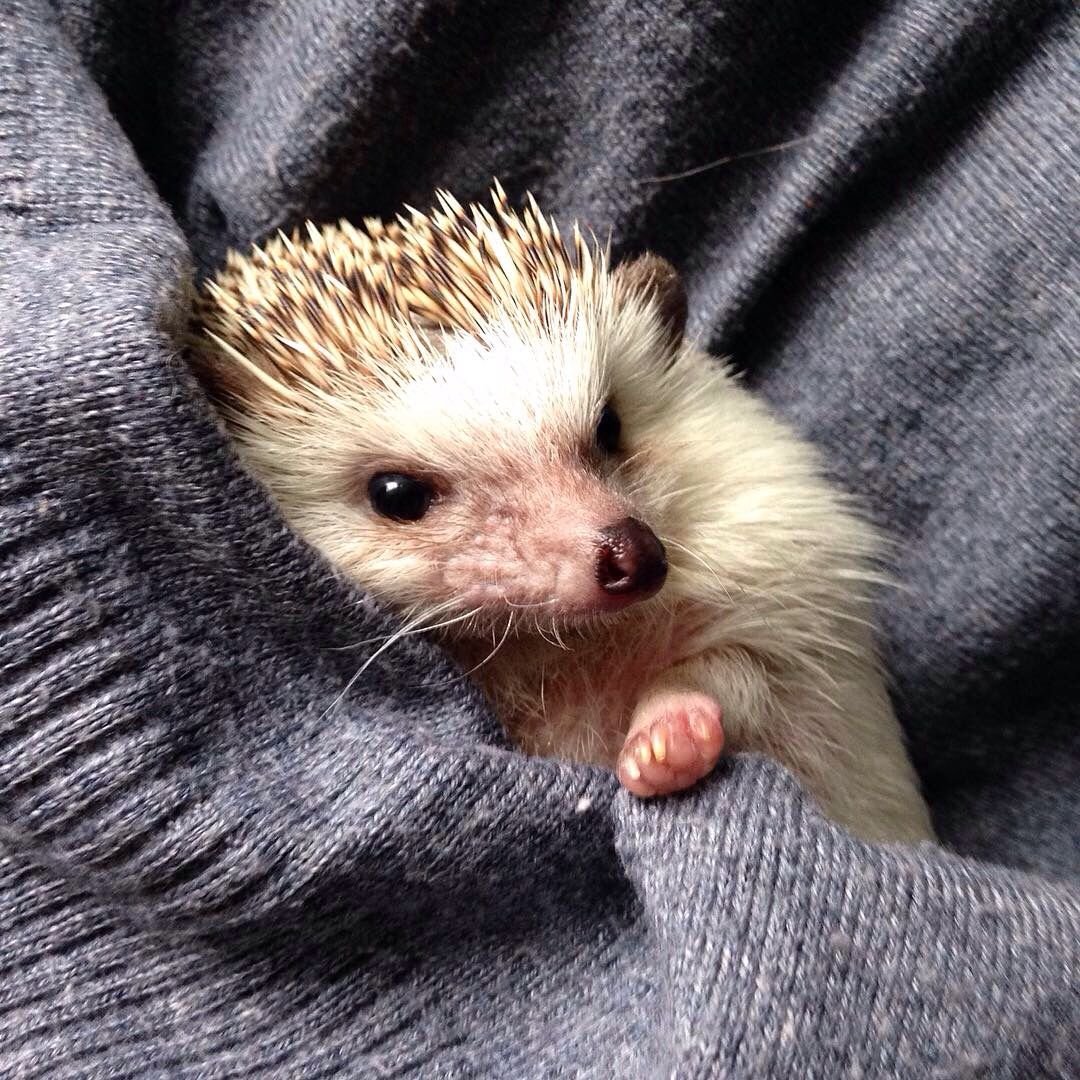 Кусачий Ежик