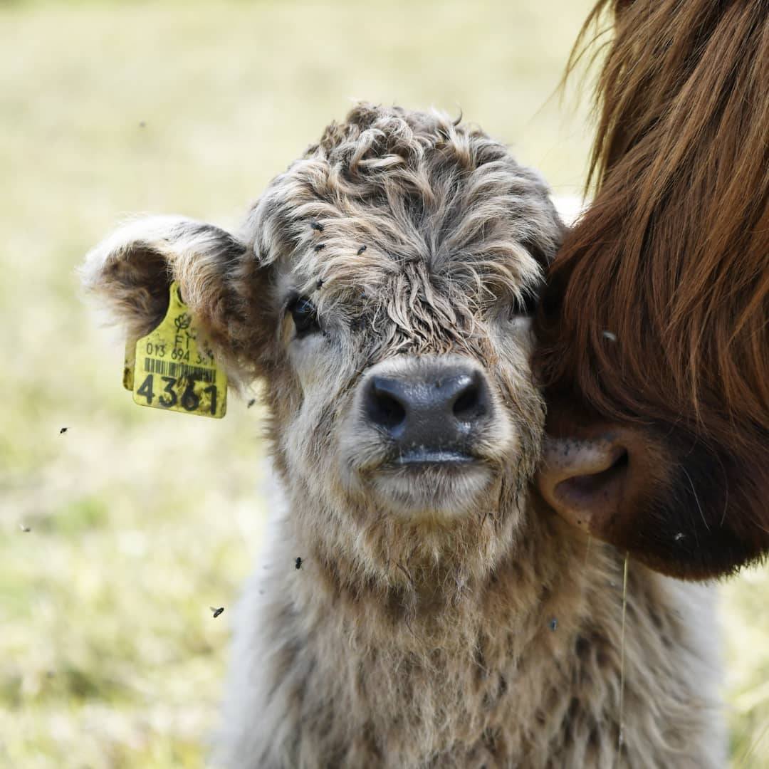 Бычок хайленд