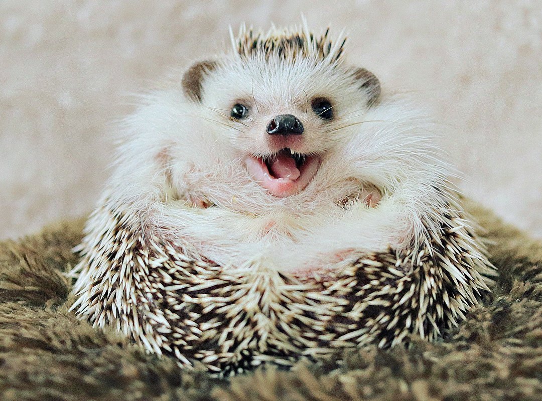 Милый злой Ежик