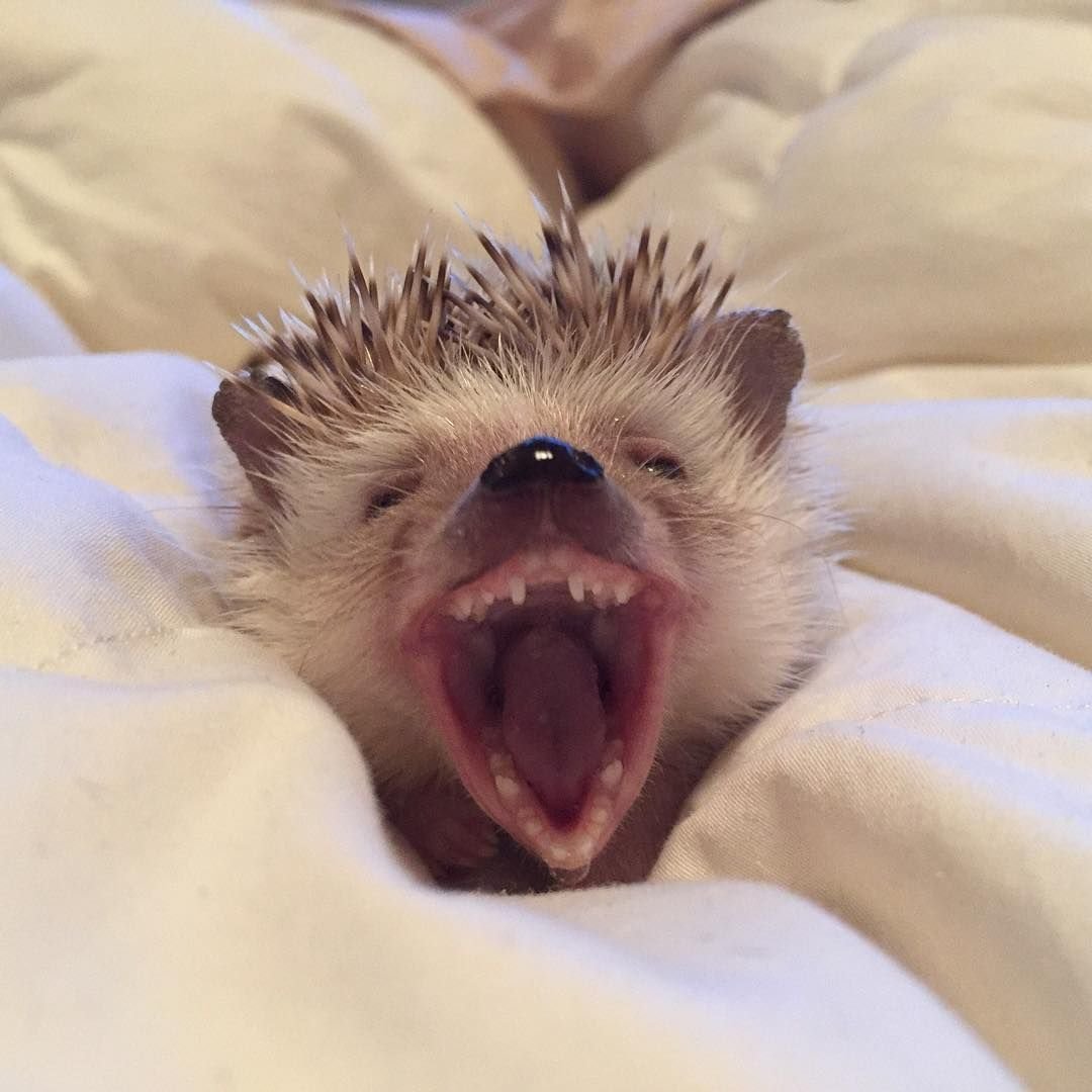 Милый Ежик на аву