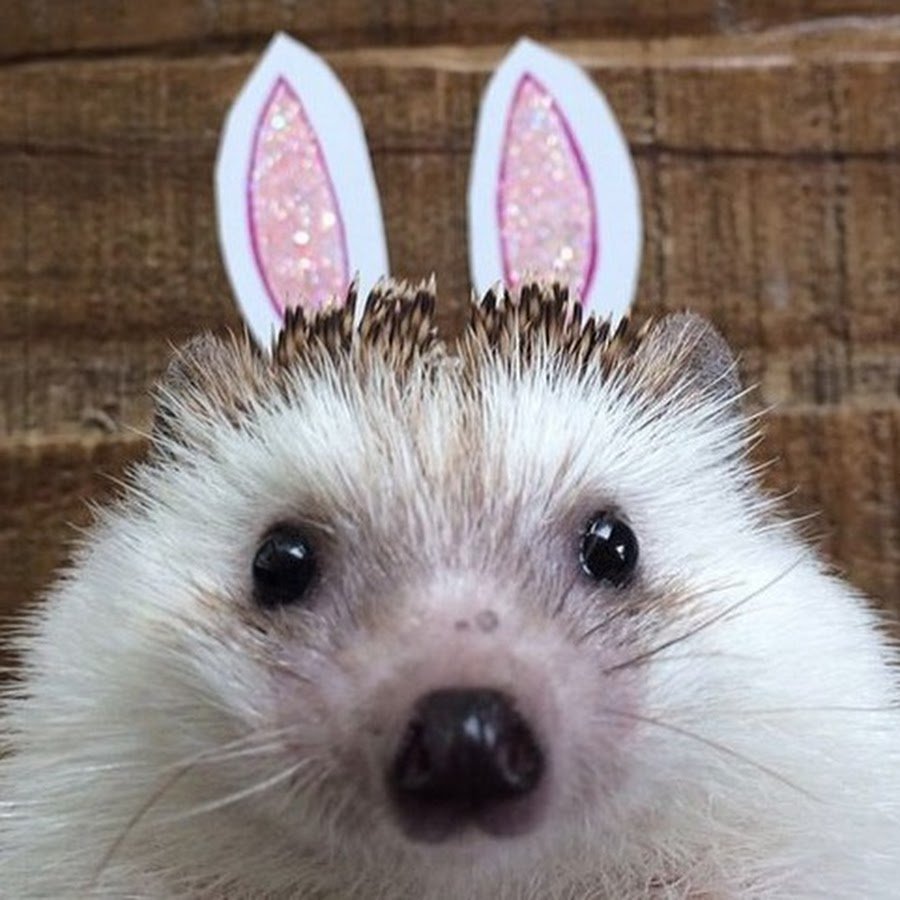 Еж в короне