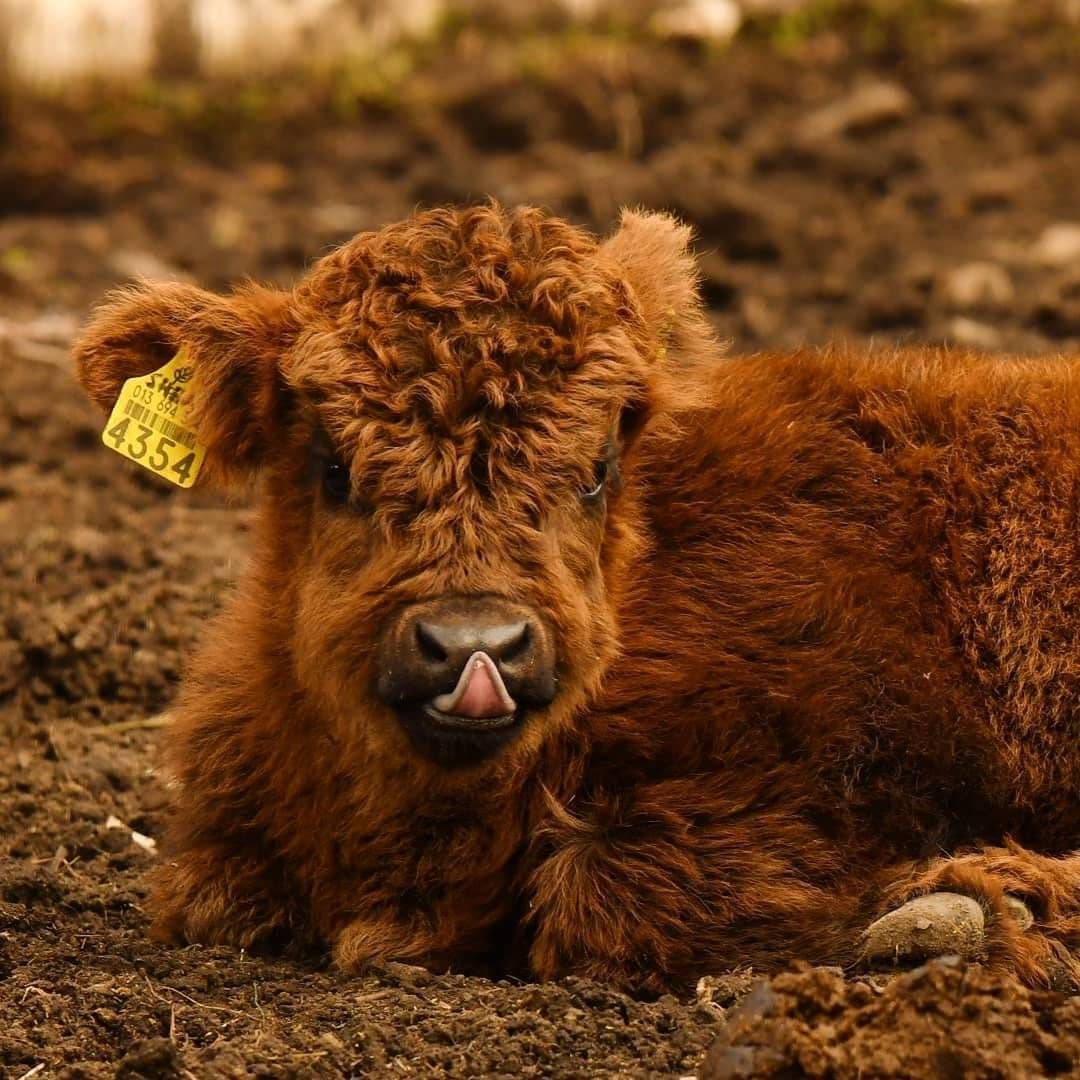 Кудрявый теленок