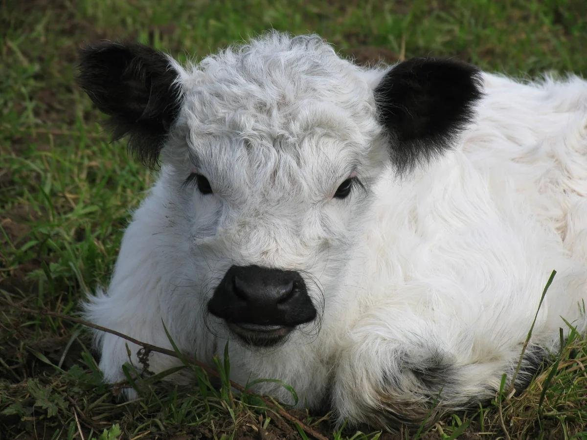 Кудрявые коровы Full HD