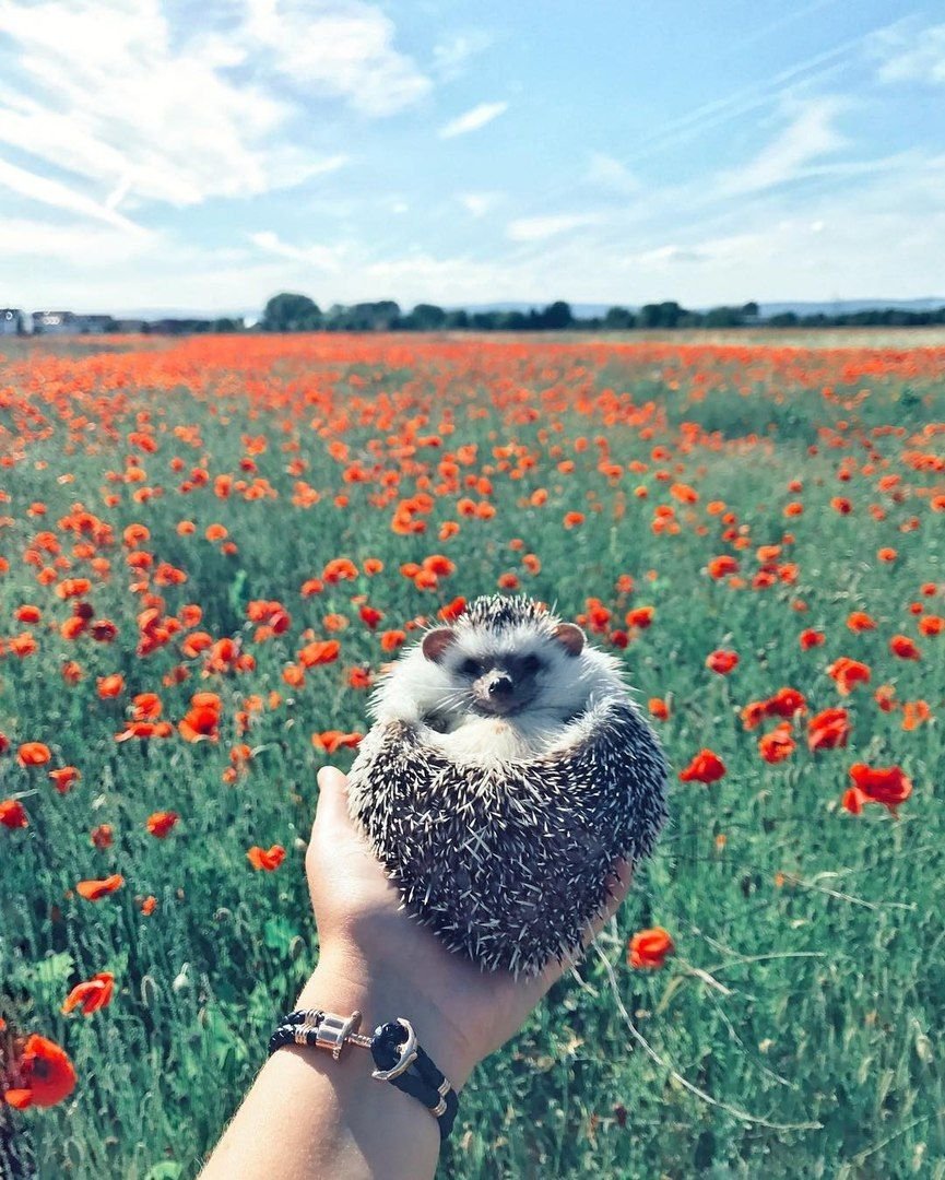 Ежик с тюльпанами