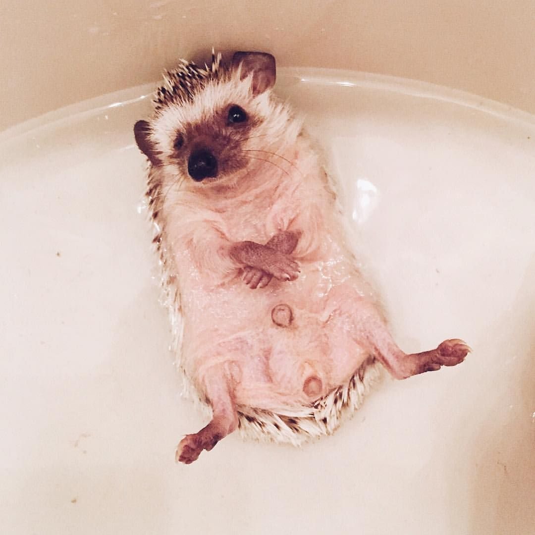 Милое животное моется