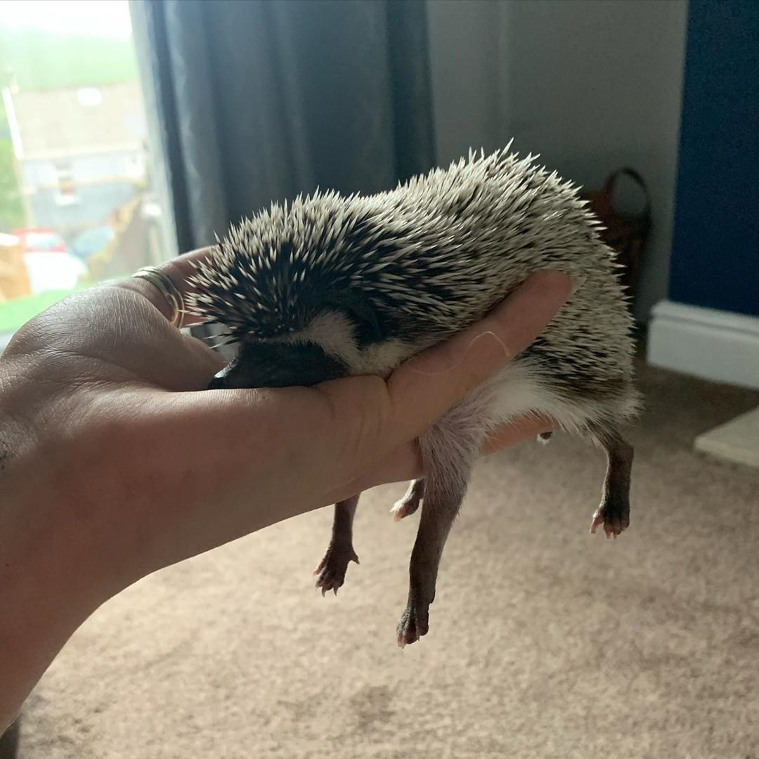 Уставший Ежик