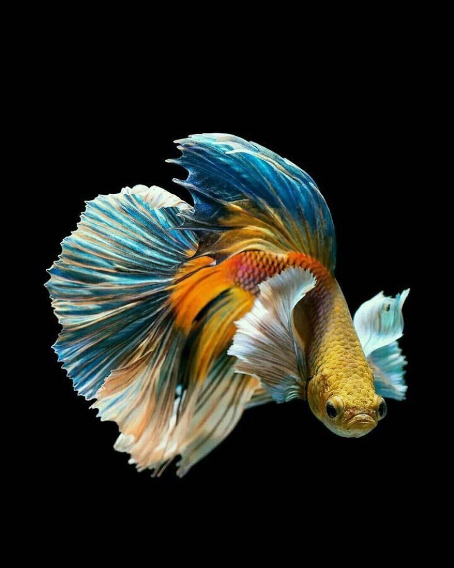 Рыбка петушок вуалевый