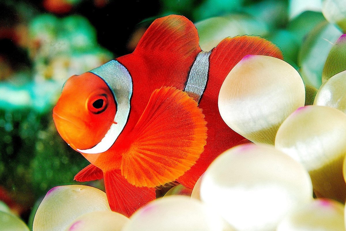 Мавританский клоун