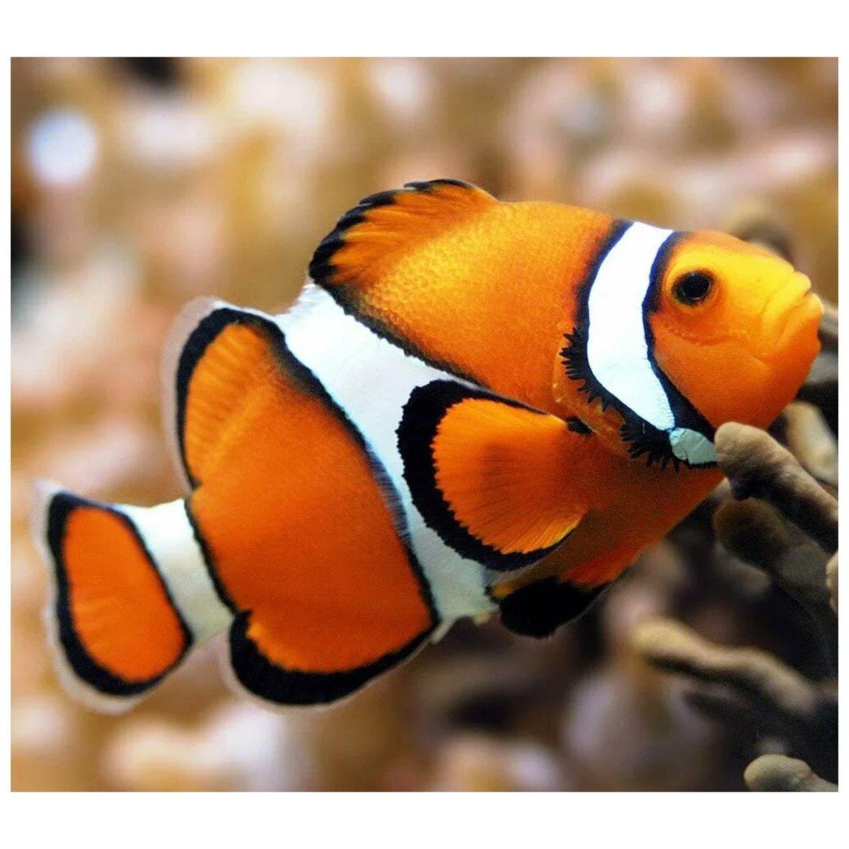 Рыба клоун оцеллярис