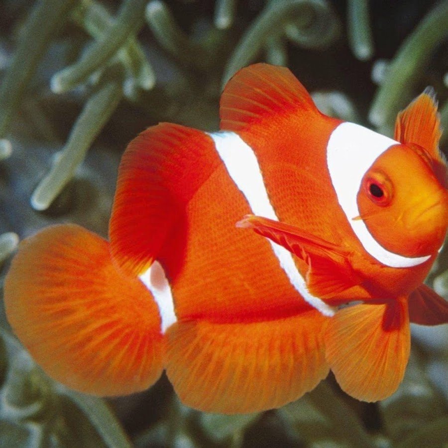 Домашние рыбы