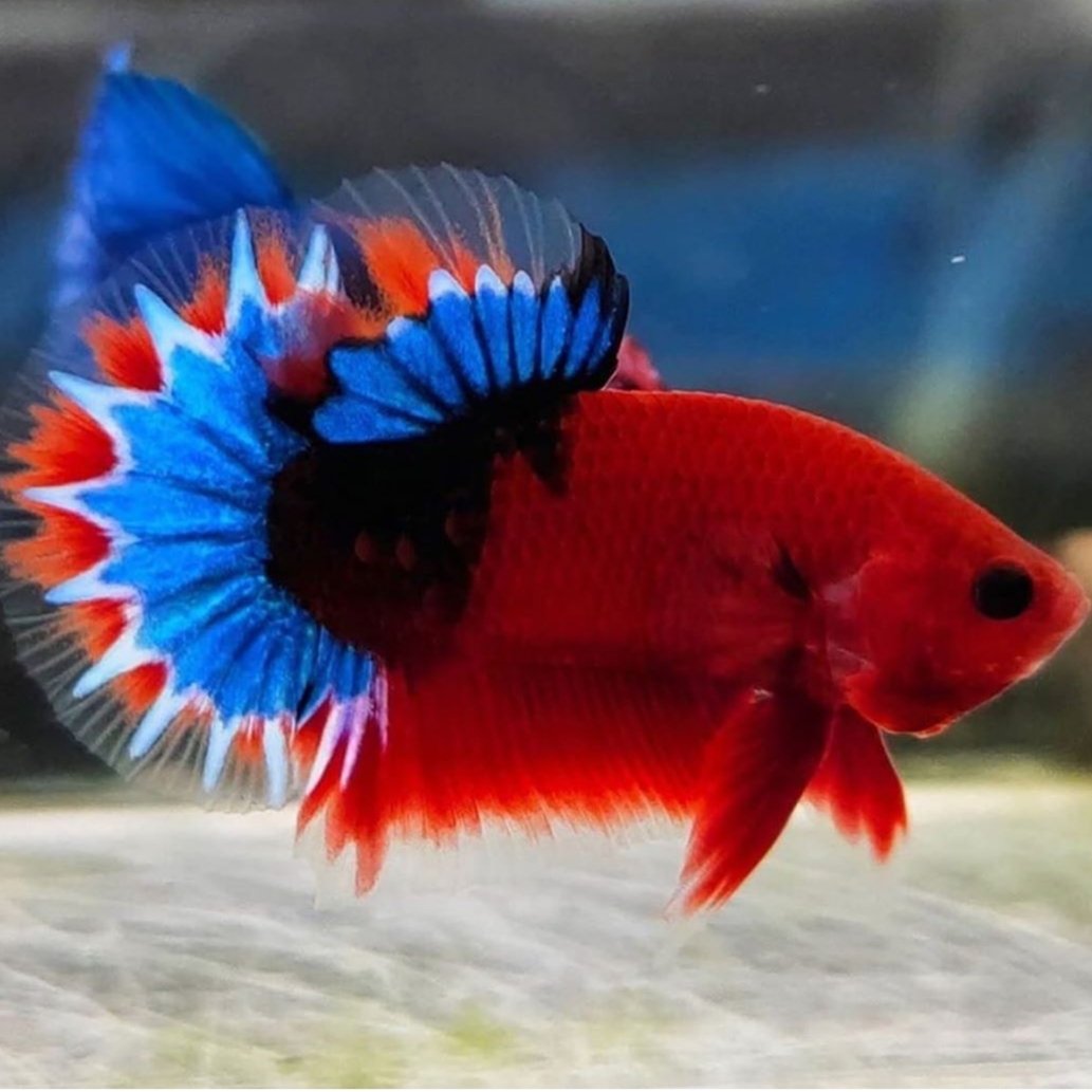 Красивые домашние рыбки