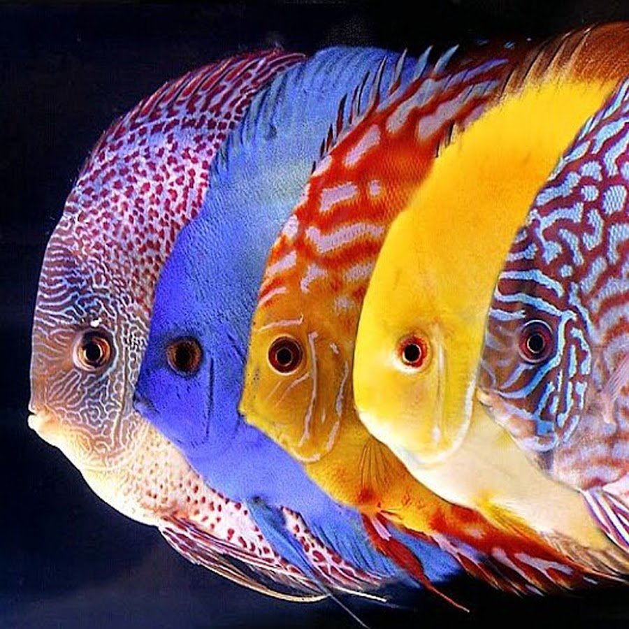 Дискус нщтлея