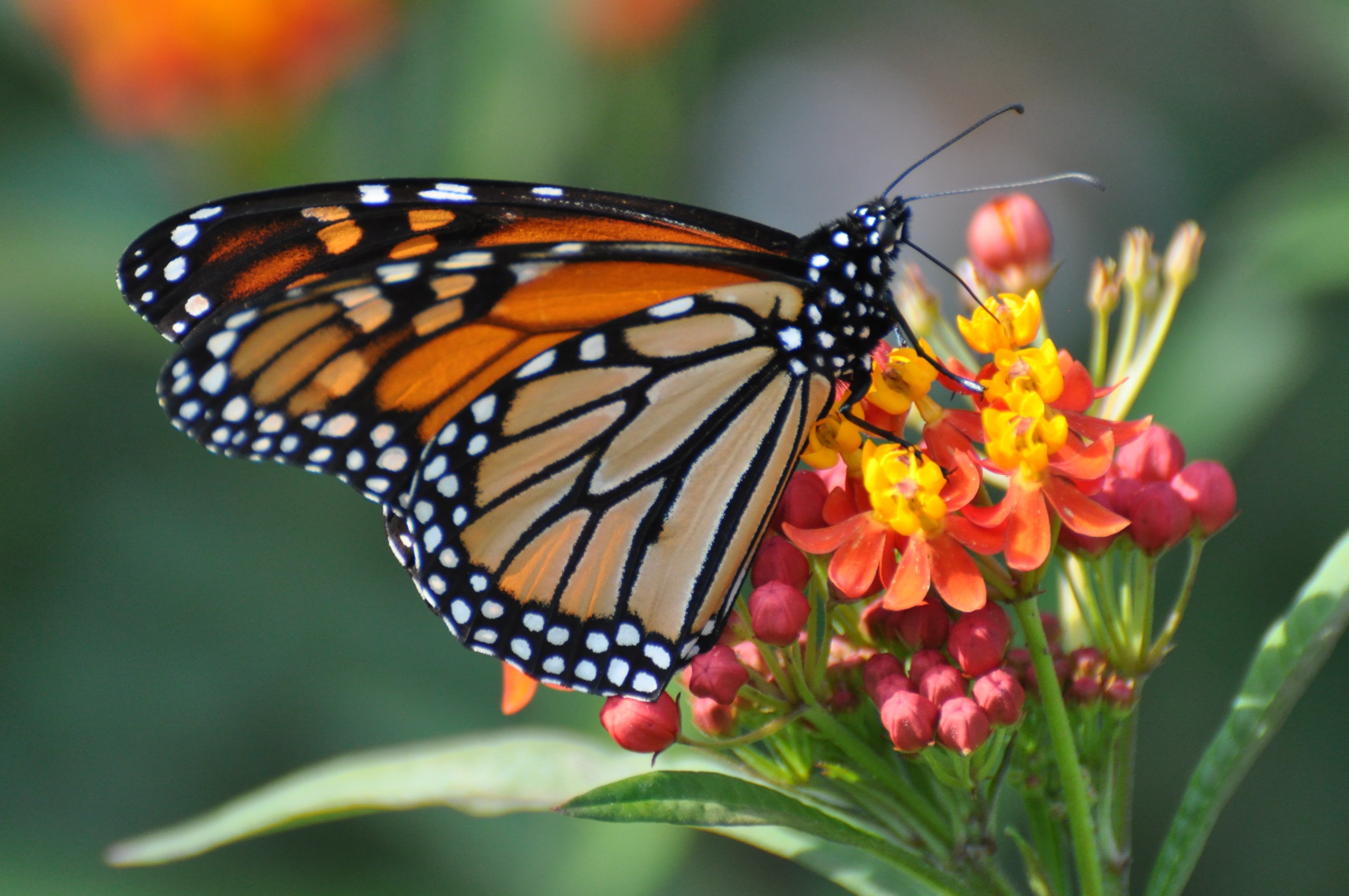 День изучения бабочки. Голубая бабочка Монарх. Данаида Монарх. Бабочка Монарх Баттерфляй. Данаида Монарх бабочка фиолетовый.