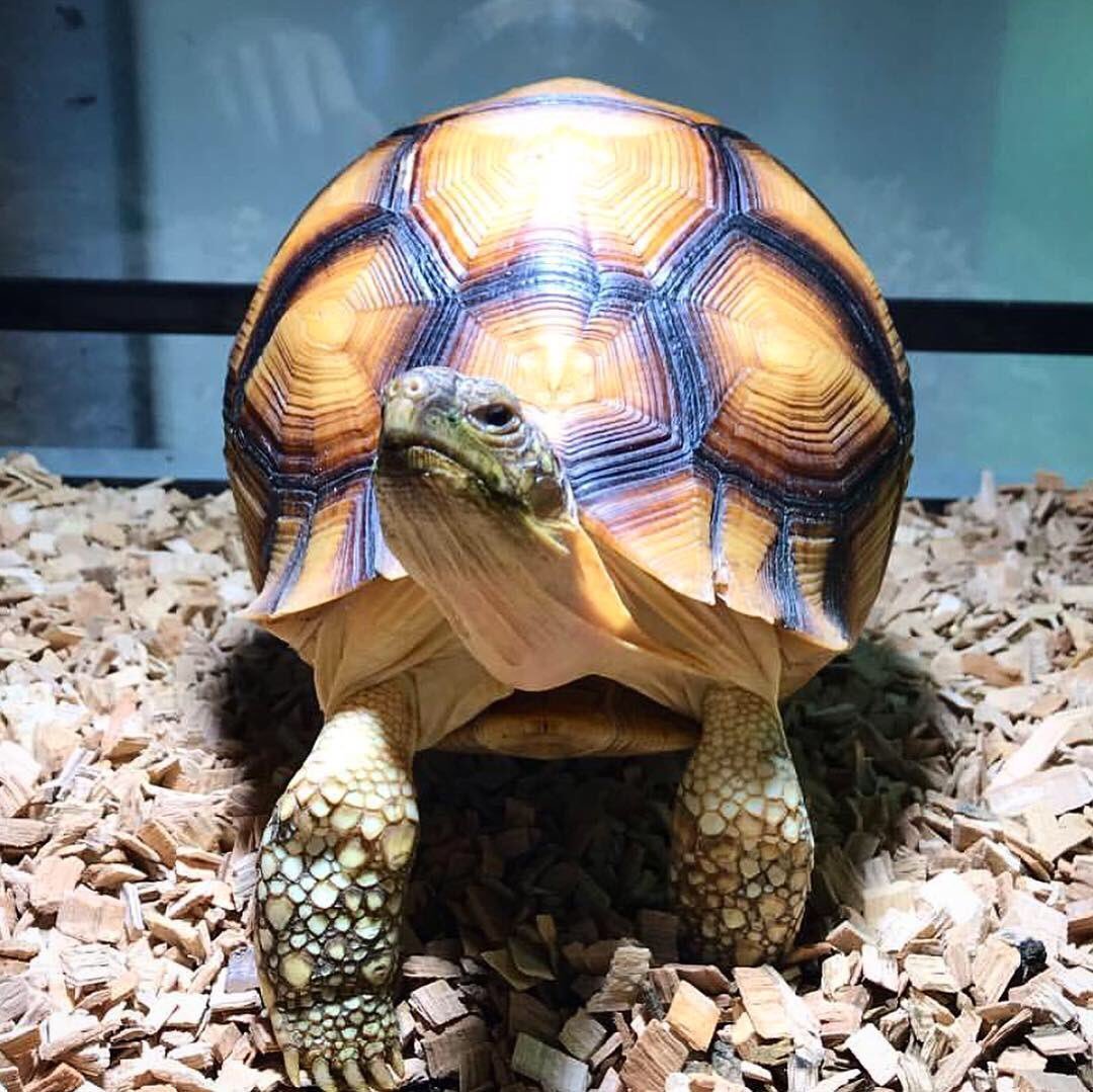 Красноухие черепахи кормление