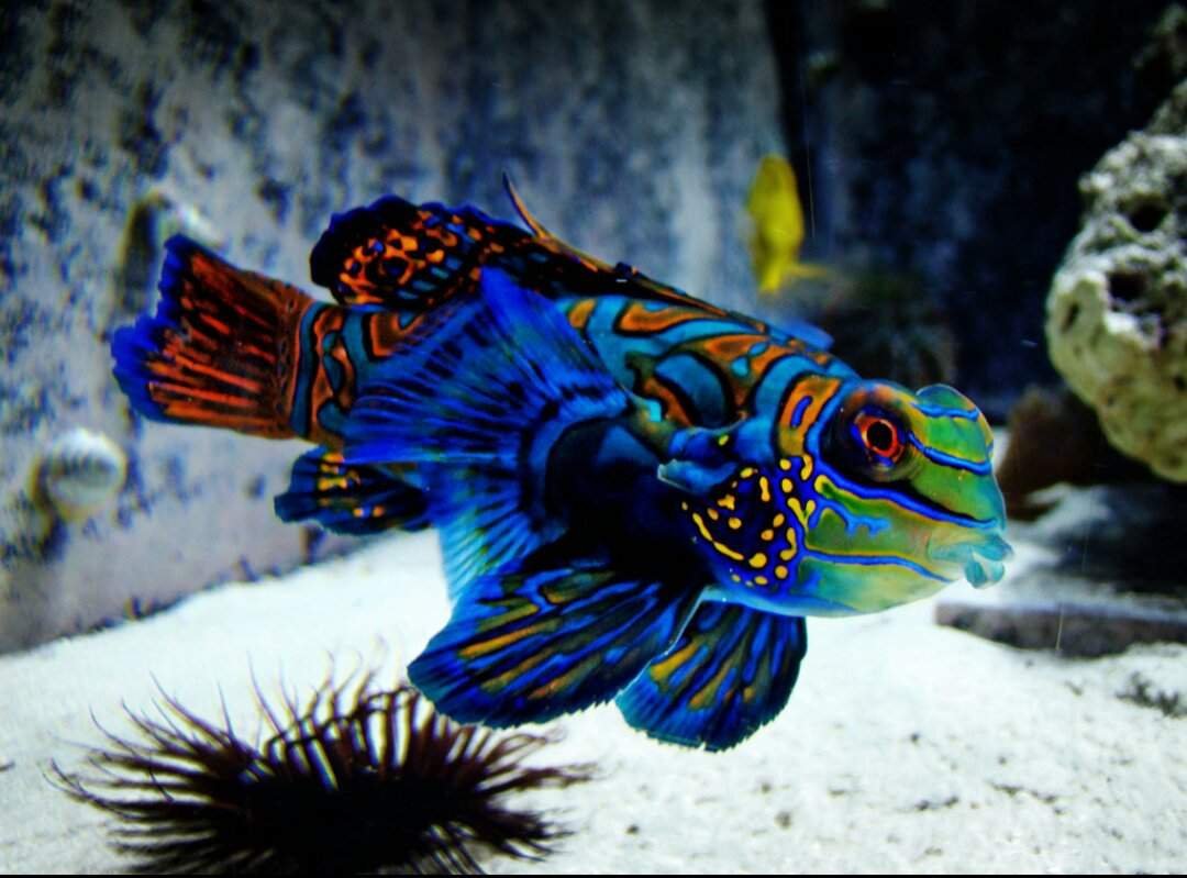 Петушок Дельта аквариумная рыбка