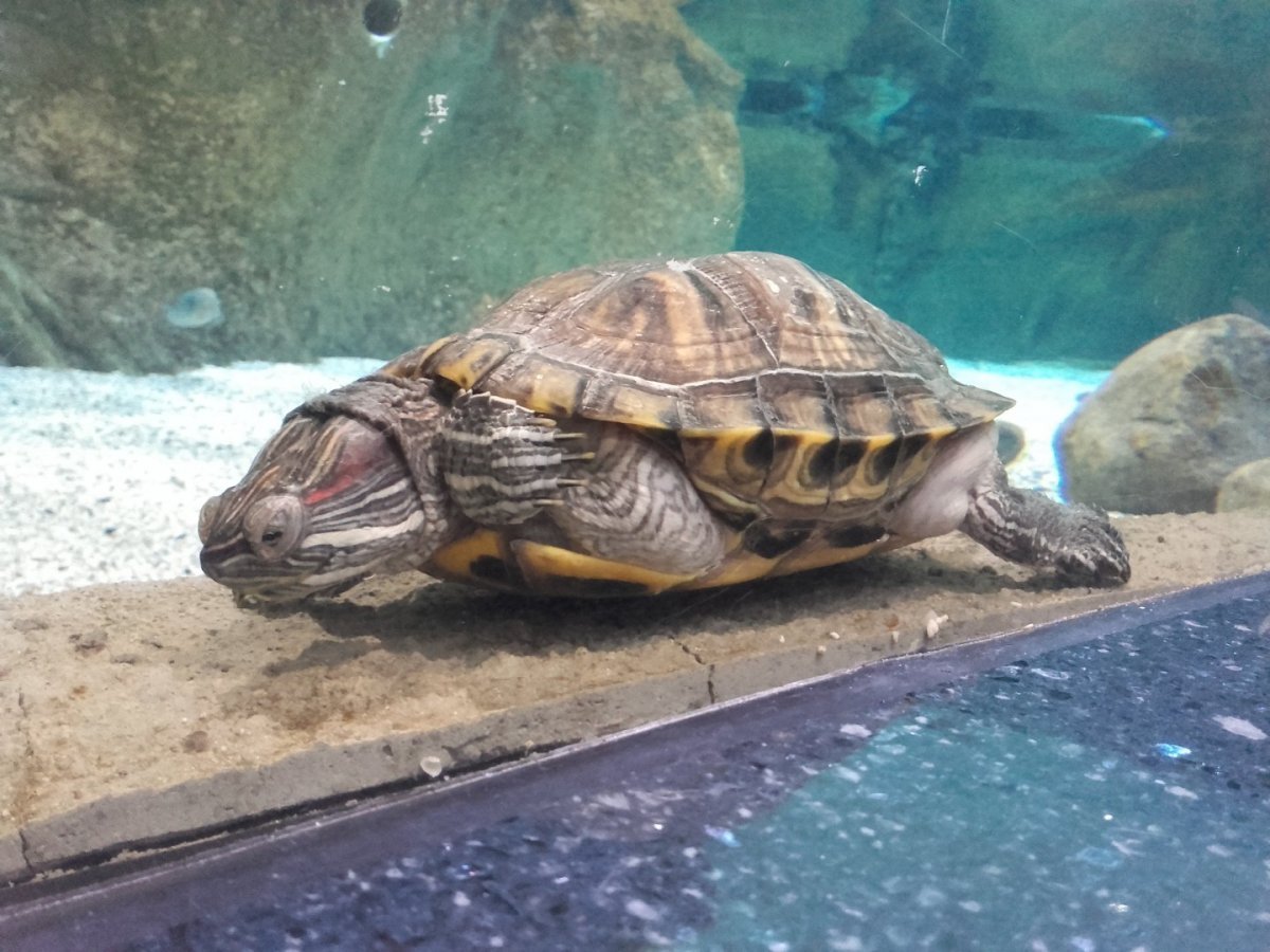 Ожирение красноухой черепахи