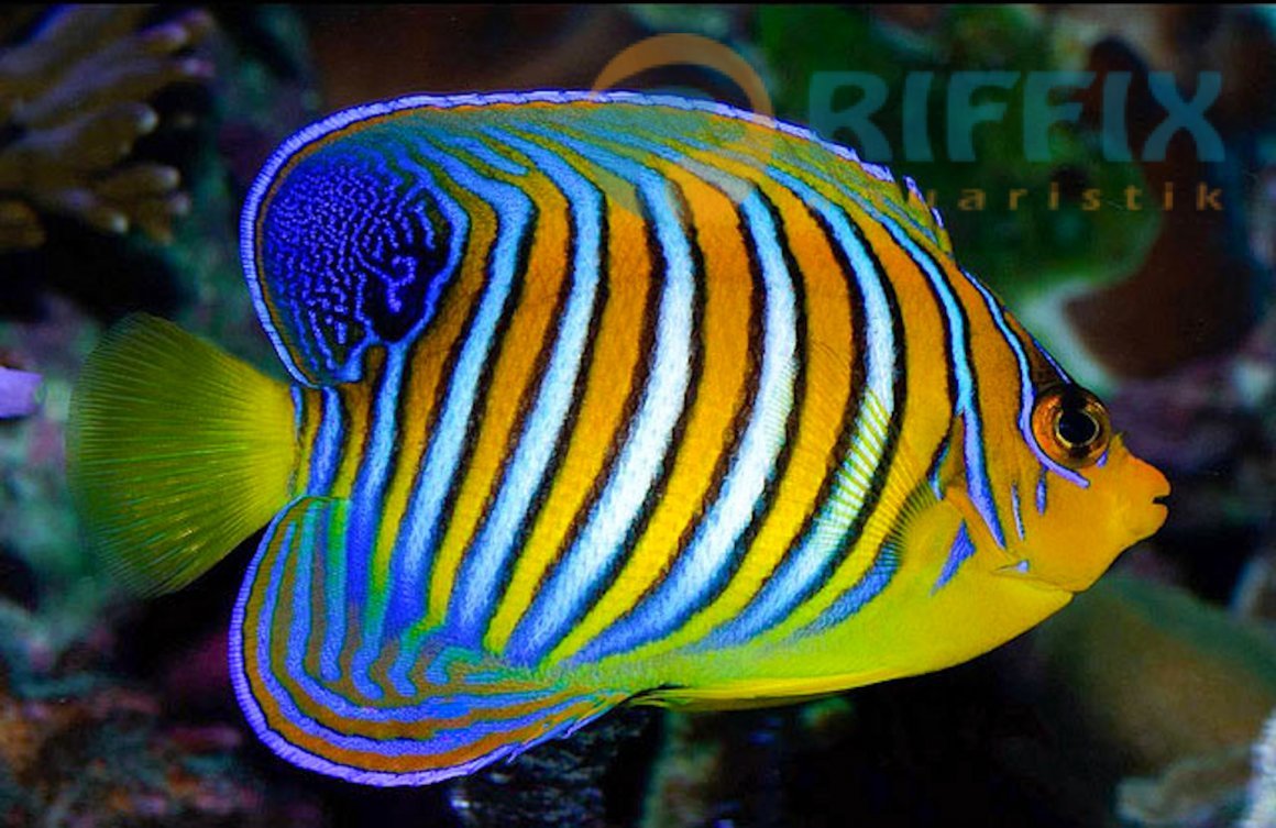 Рыба ангел диакантус