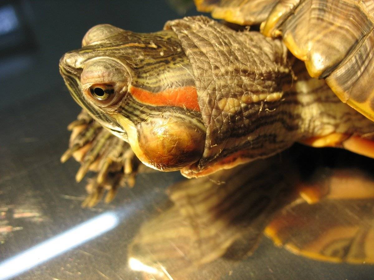 Отит у красноухой черепахи