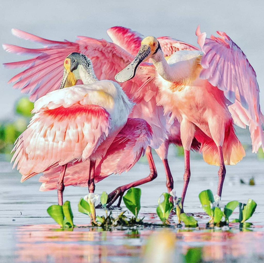 Розовая колпица