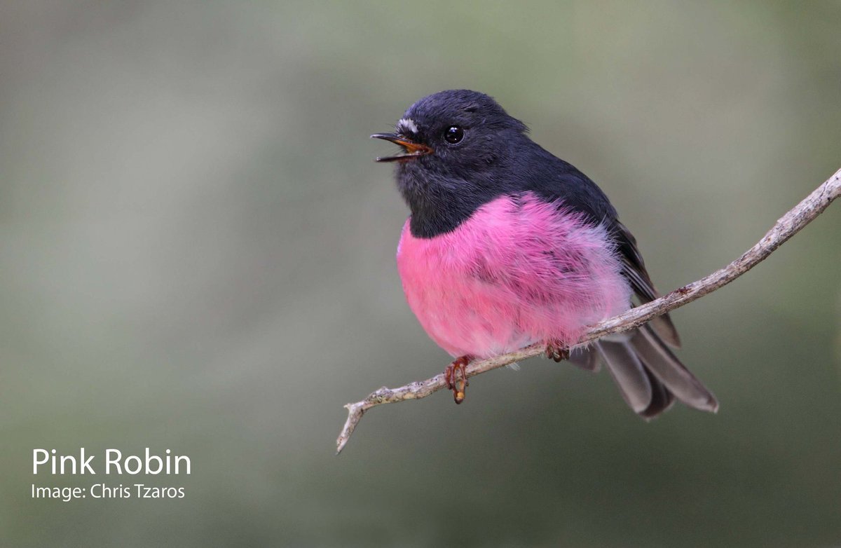 Малиновогрудая петроика Petroica rodinogaster