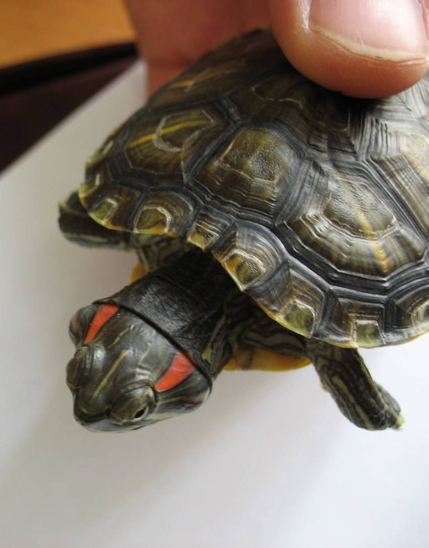 Красноухая Болотная черепаха