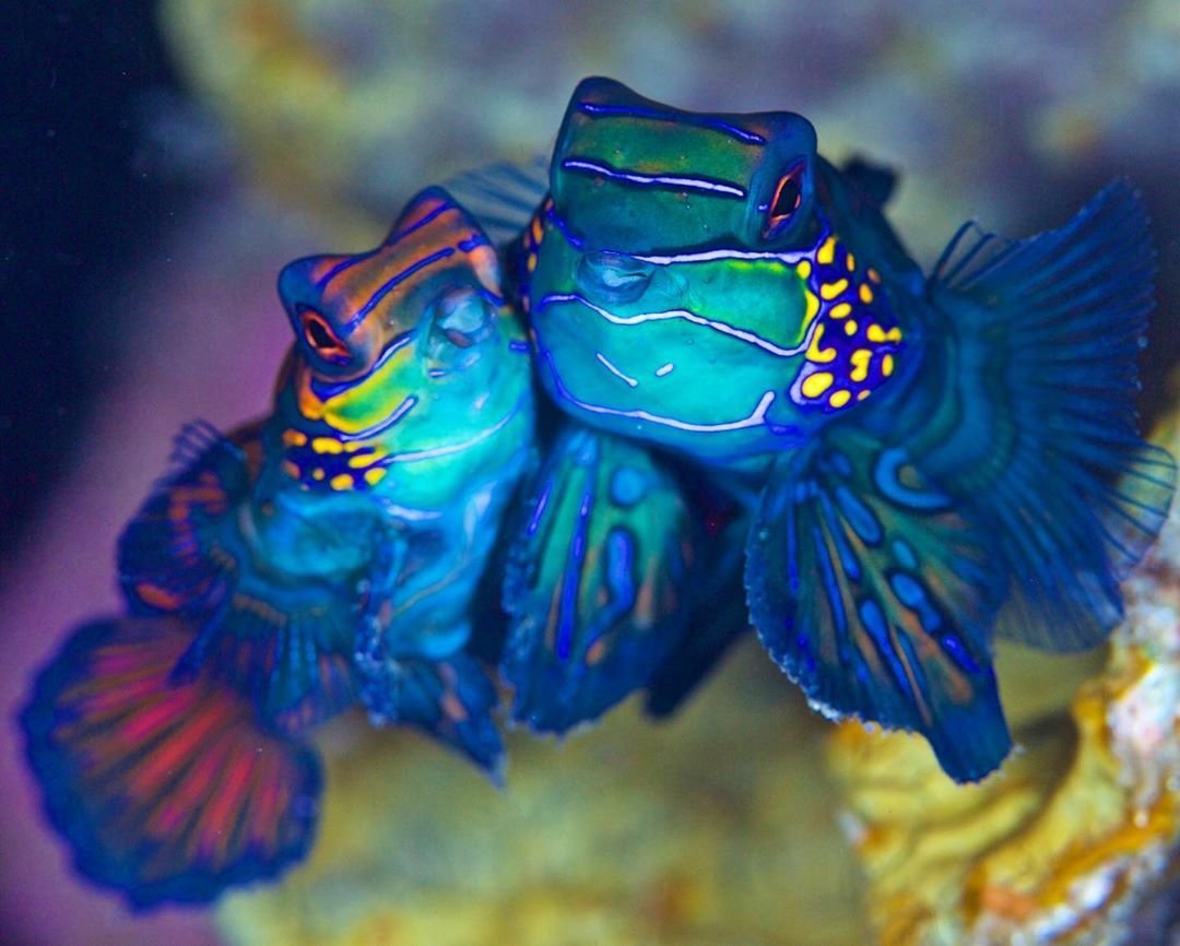 Гуппи мозаичный красный