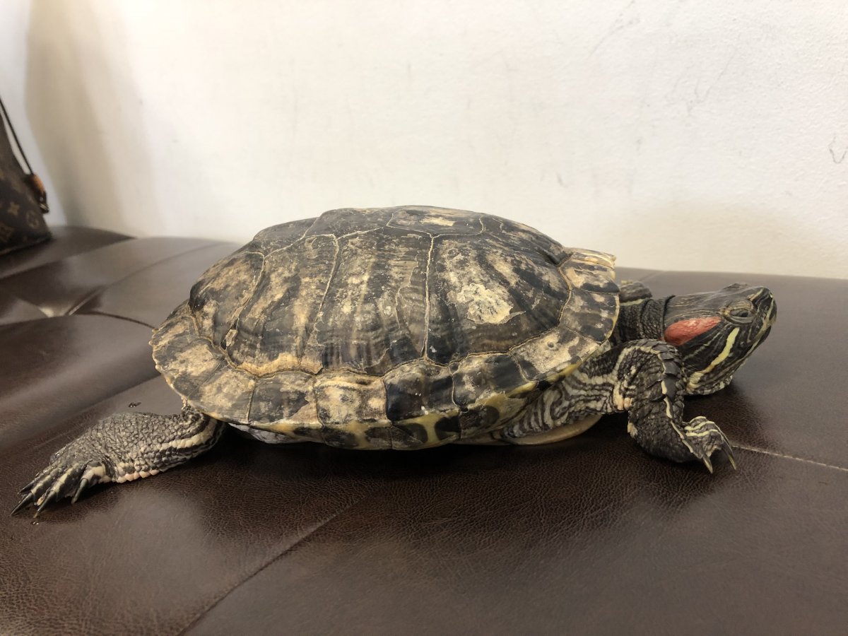 Красноухая черепаха сухопутная